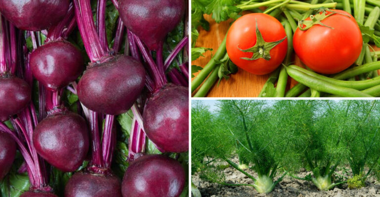 15 Plants That Actually Harm Your Beans When Planted Nearby