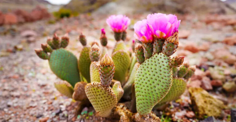15 Plants That Only Succeed if You Never Move Them