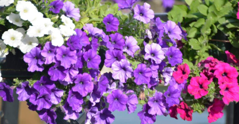 15 Plants That Struggle After Being Bought From Garden Centers