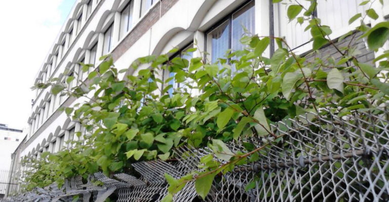 15 Plants That Will Make You Regret Planting Them