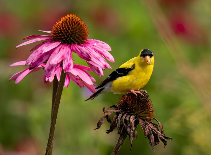Coneflowers (Echinacea)