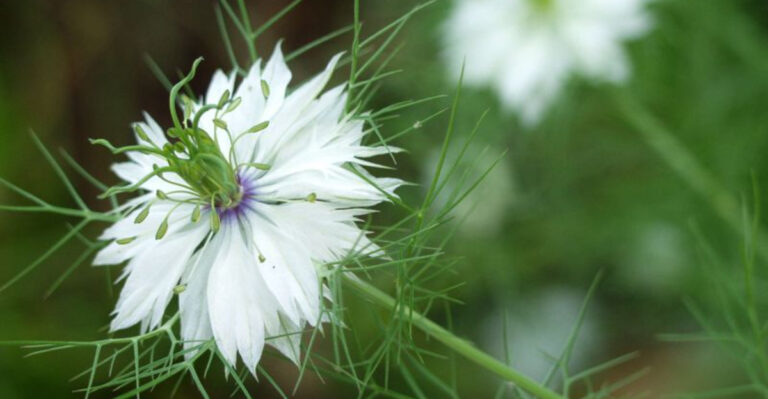 15 Plants You Should Never Deadhead (Even If They Look Spent)