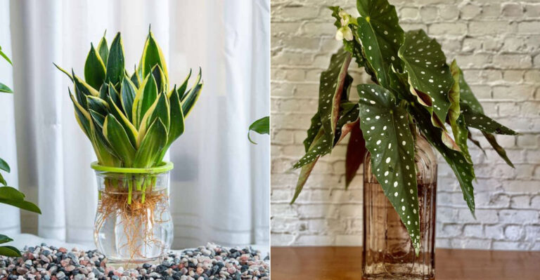 15 Popular Indoor Plants You Can Grow In Vases