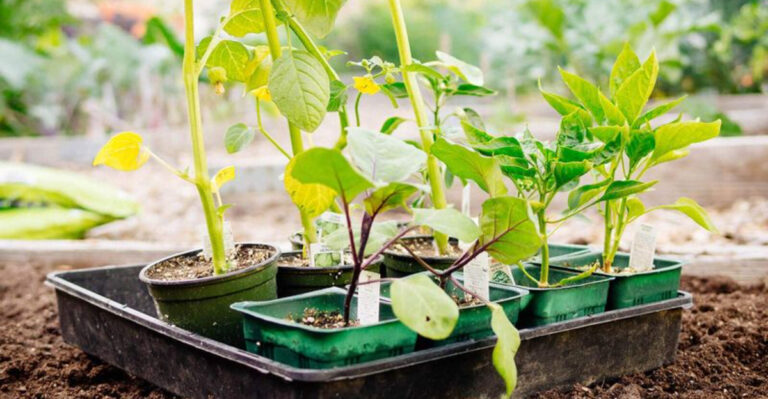 15 Reasons Most Vegetable Gardens Fail by July