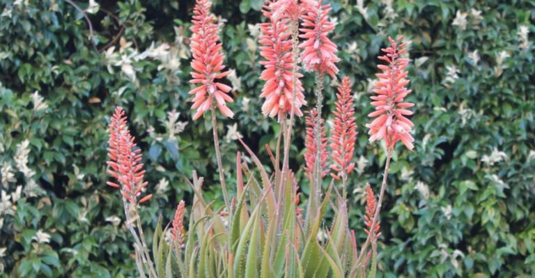 15 Reasons Your Flowers Won’t Bloom (and Quick Solutions to Try)