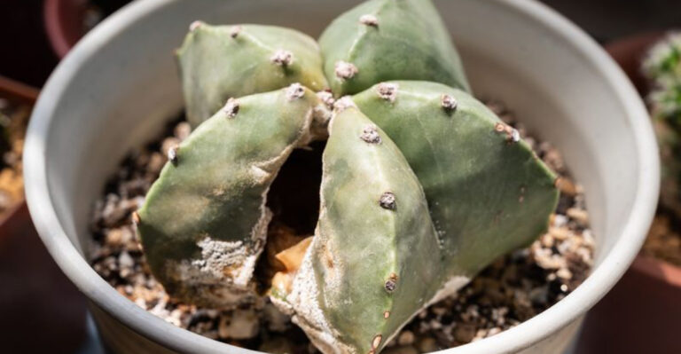 15 Red Flags That Mean Your Diseased Plant Should Be Removed