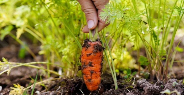15 Root Crop Secrets Every Gardener Wishes They Knew Sooner