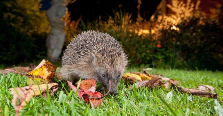 15 Steps to a Certified Wildlife Habitat Garden