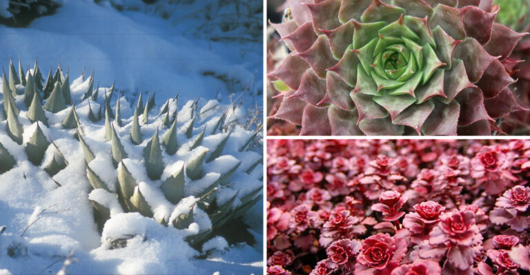 15 Succulents That Can Handle Freezing Temps