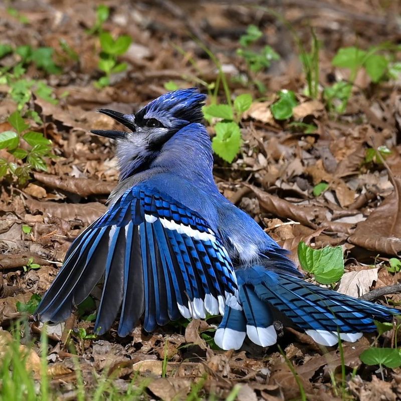 Aggressive Birds (Like Blue Jays or Orioles)