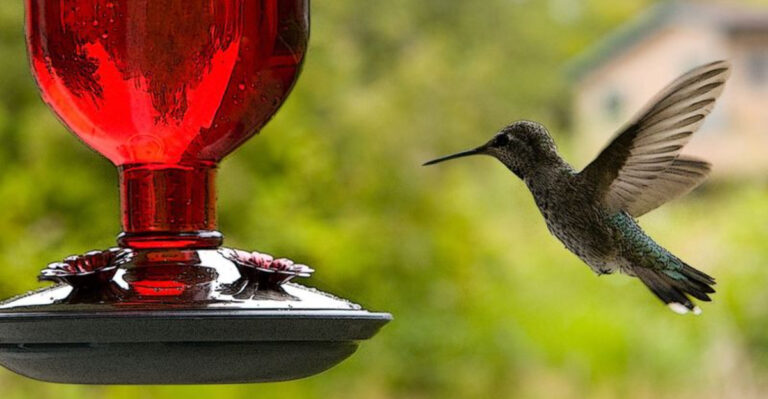 15 Surprising Things That Scare Hummingbirds Away from Your Yard