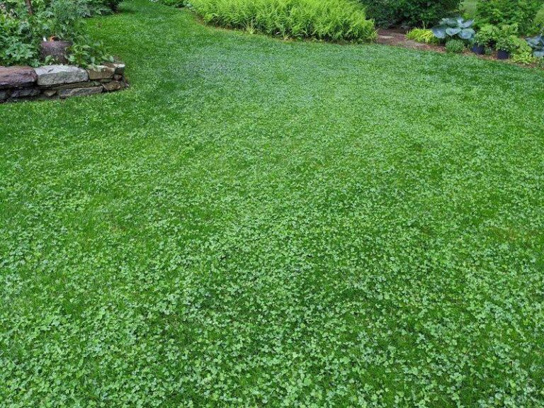 15 Things To Know About White Clover From Lawn Cover To Natural 