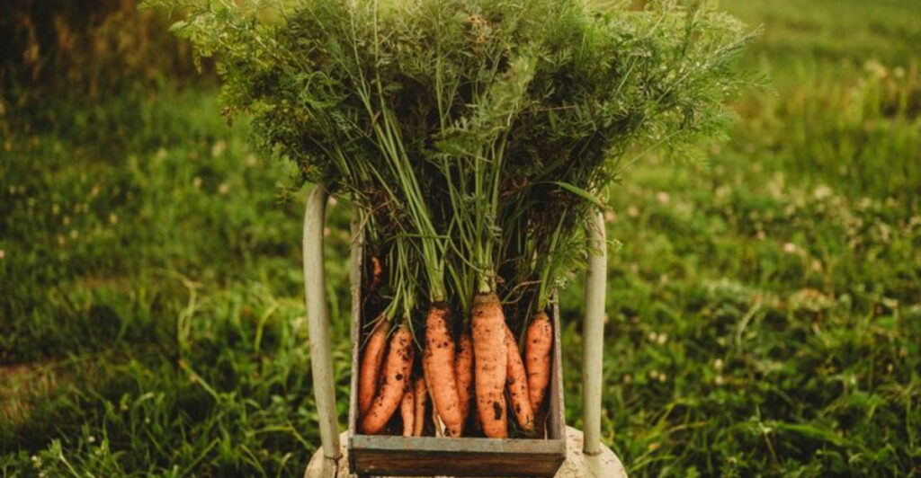 15 Vegetables You Didn’t Know You Could Grow in the Shade