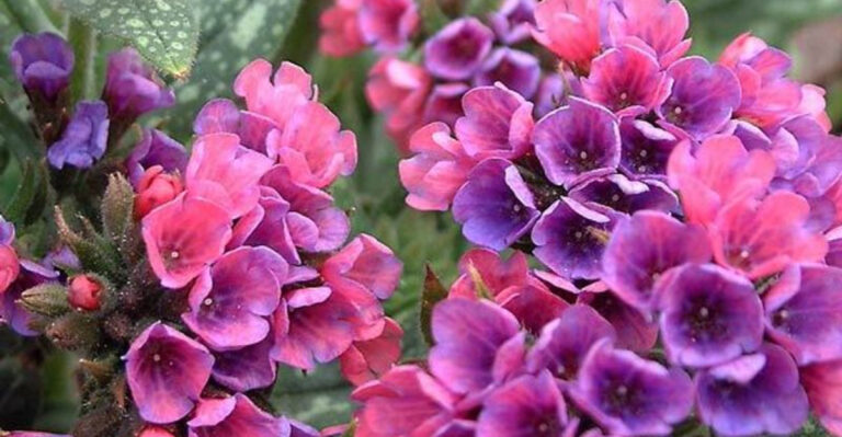 15 Shade Flowers That Are Super Easy to Grow