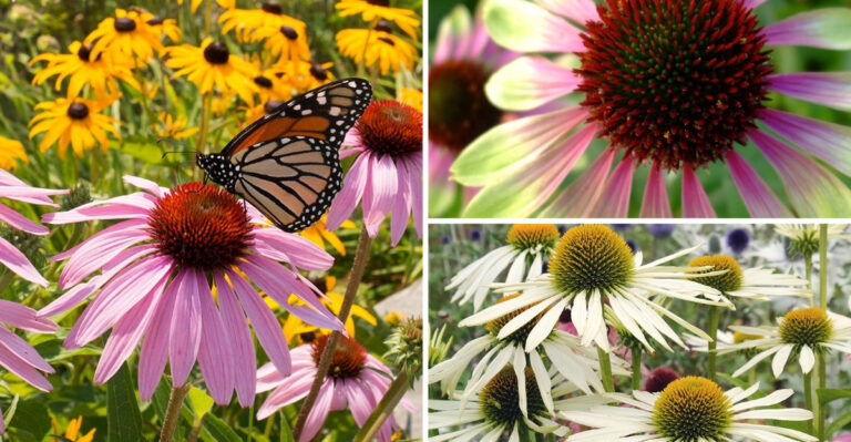 16 Gorgeous Coneflowers to Plant Right Now to Brighten Your Garden