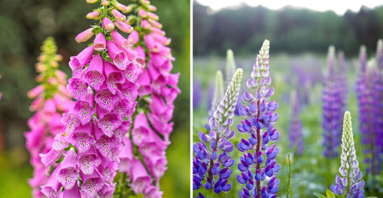 16 Late Spring Perennials That Fill the Bloom Gap Between Spring Bulbs and Summer Flowers