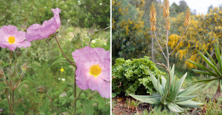 16 Mediterranean Plants Perfect for Hot, Dry Gardens