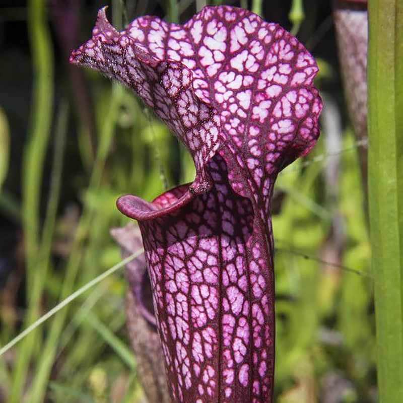 Purple Pitcher Plant