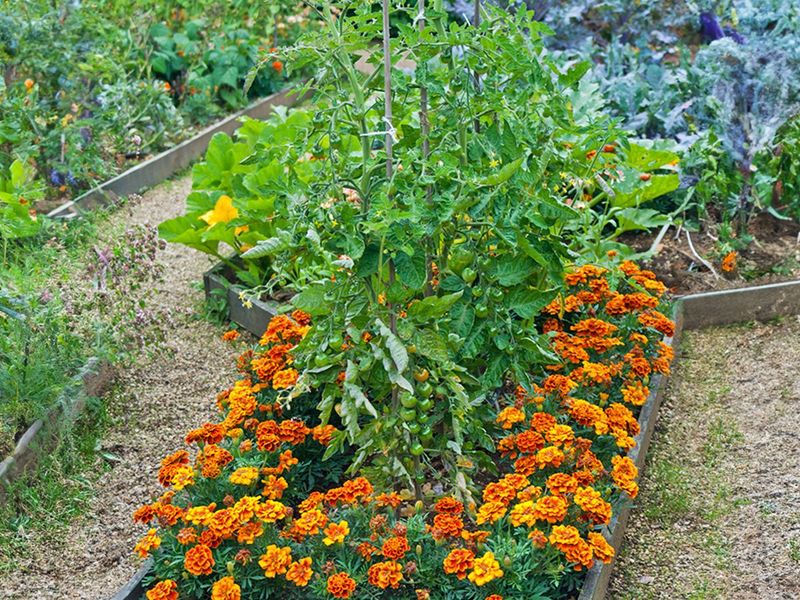 Companion Planting
