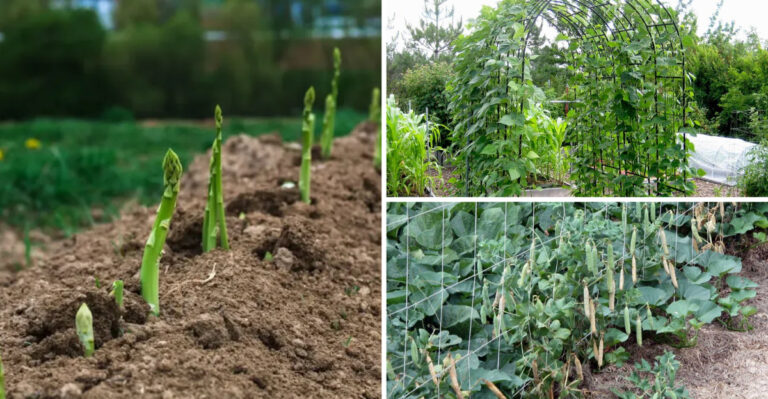 16 Plants Struggle When Grown Next to Garlic