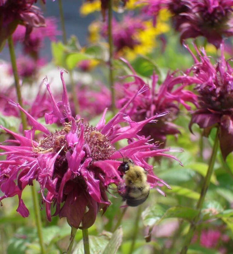 16 Plants That Attract Pollinators to Your Yard - Complete Gardening
