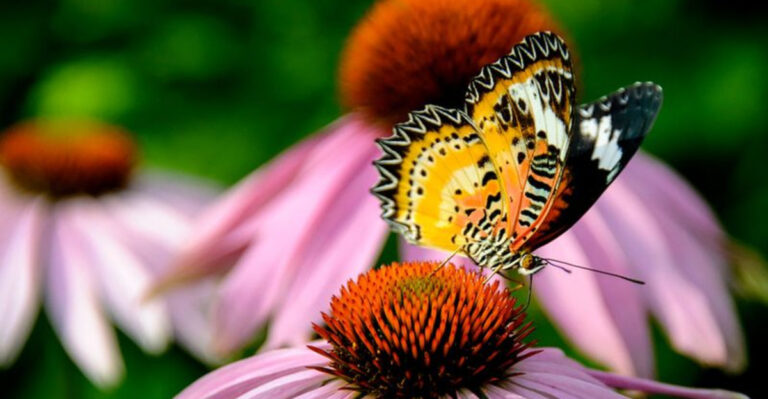 16 Plants That Attract Pollinators to Your Yard