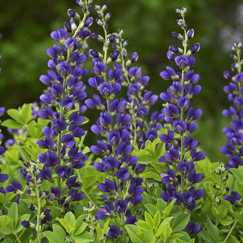 Baptisia