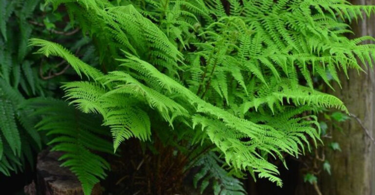 16 Tree Stump Planter Ideas That Add Character to Your Garden