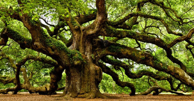 16 Trees That Bring Birds Flocking to Your Yard