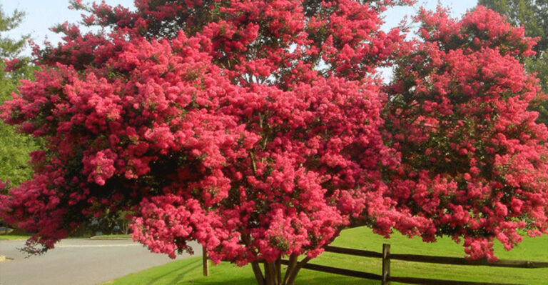 16 Trees That Shine in All Four Seasons