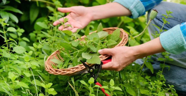 16 Ways to Grow Lemon Balm That Smells Amazing All Season