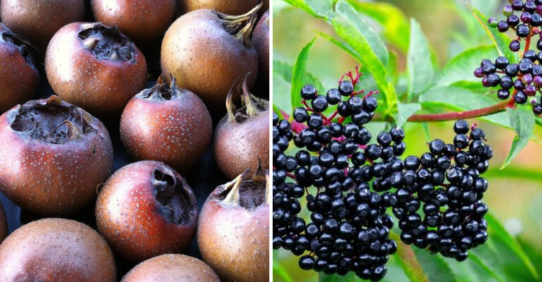 17 American Fruits That Have Faded Over Time