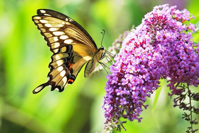 Butterfly Bush (Buddleia davidii)