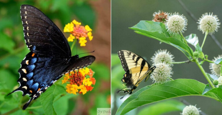 17 Blooming Bushes That Attract Butterflies
