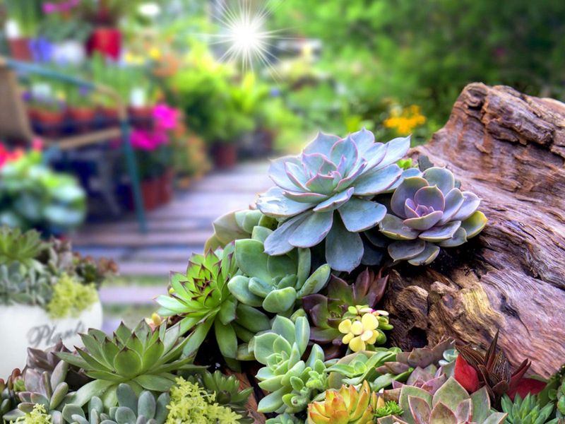 Succulent Garden