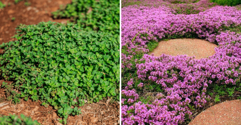 17 Edible Plants That Make Perfect Ground Covers