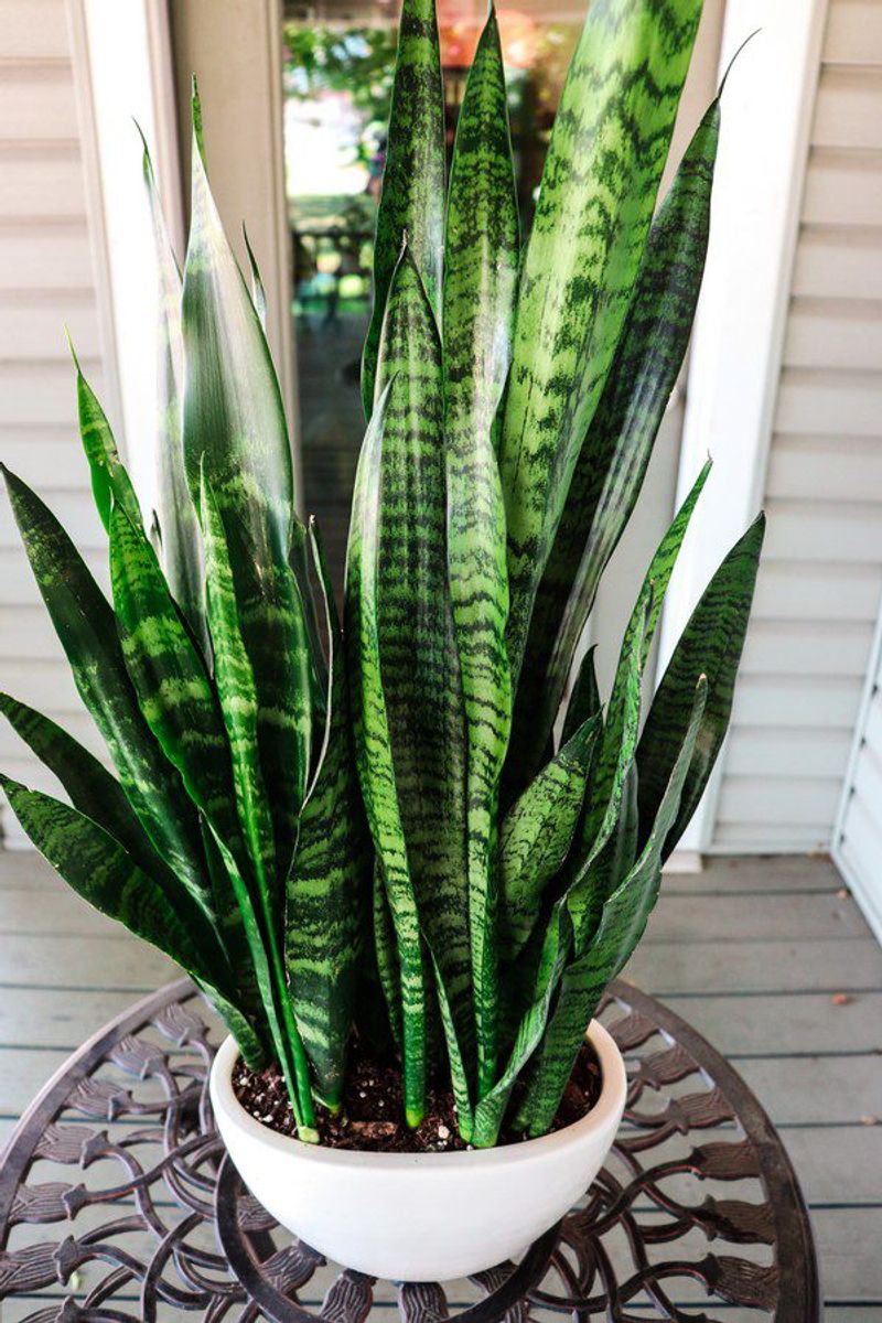 Snake Plant