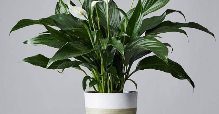 17 Low-Maintenance Houseplants for Busy People