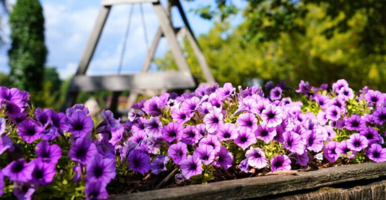 17 Magic Tricks to Resurrect Your Petunias Overnight!
