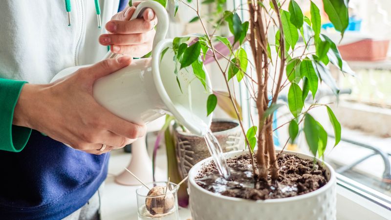 Overwatering Plants
