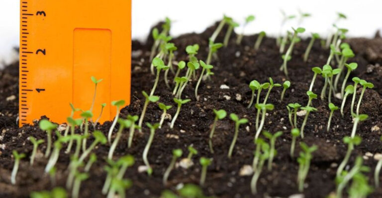 17 Mistakes Beginner Gardeners Make (And How to Fix Them)