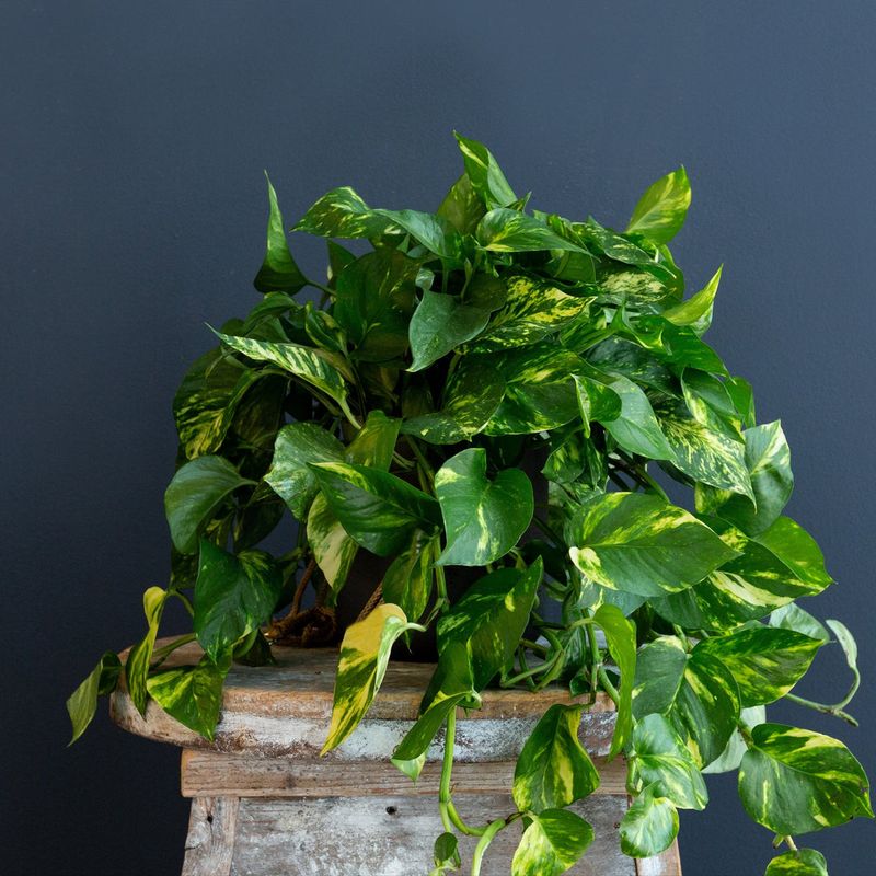 Pothos (Epipremnum aureum)