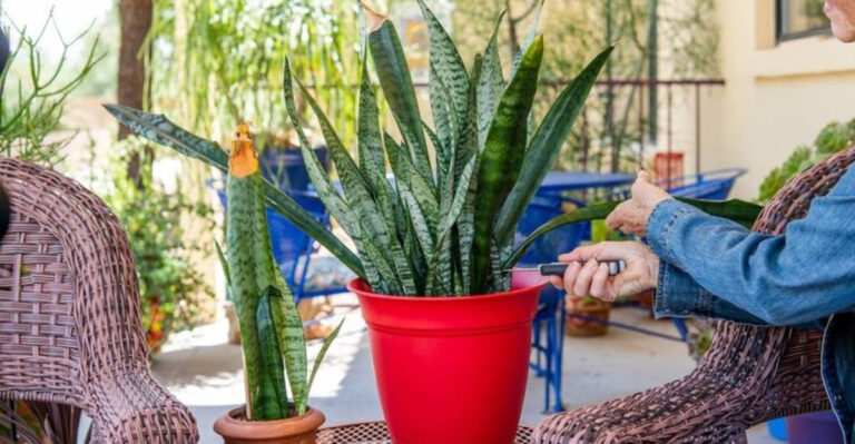 17 Plants That Will Still Grow Even If You Forget to Root Them Properly