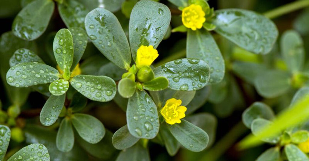 17 Reasons to Grow Purslane in Your Garden
