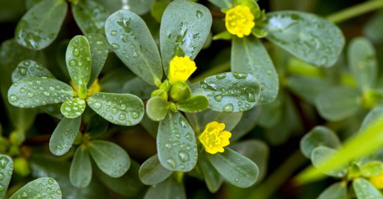 17 Reasons to Grow Purslane in Your Garden