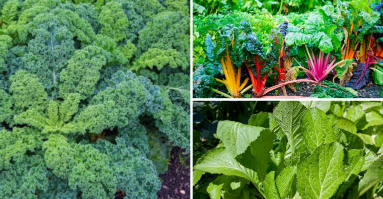 17 Shade-Loving Summer Vegetables That Thrive Without Full Sun