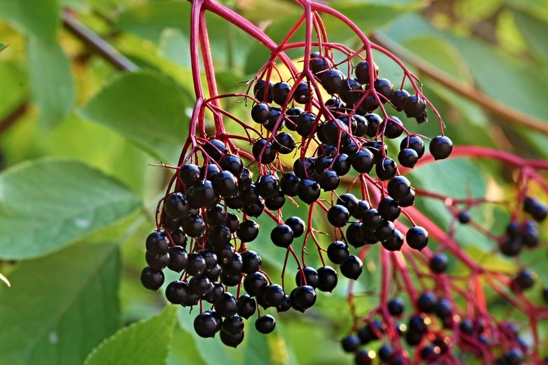 Elderberry (Sambucus nigra)