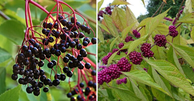 17 Shrubs That Produce Berries That Are Safe For Wildlife