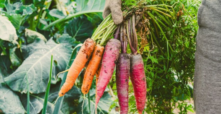 17 Vegetables That Can Handle Cold Weather