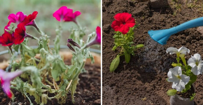 17 Watering Mistakes That Ruin Petunias (And How To Do It Right)